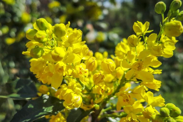 Planifica que tipo de plantas vas hacer crecer